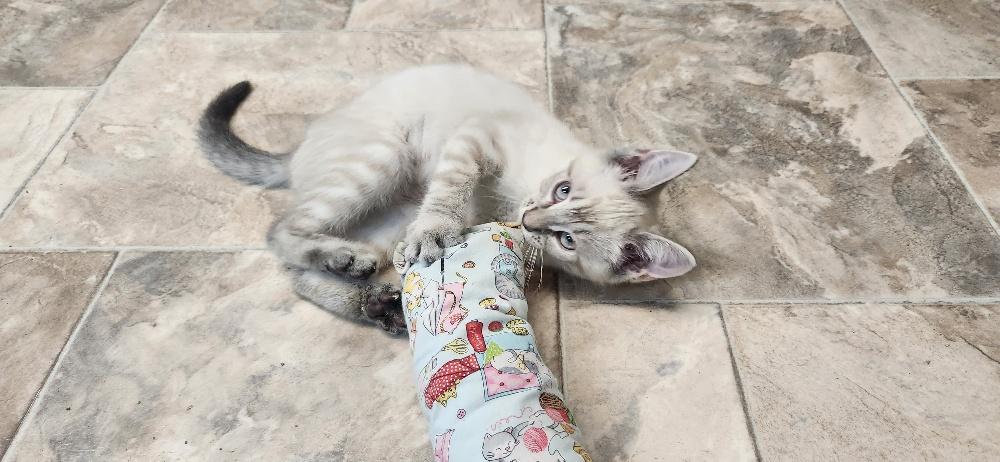 Click for full size picture - Kitten 27751 (River)