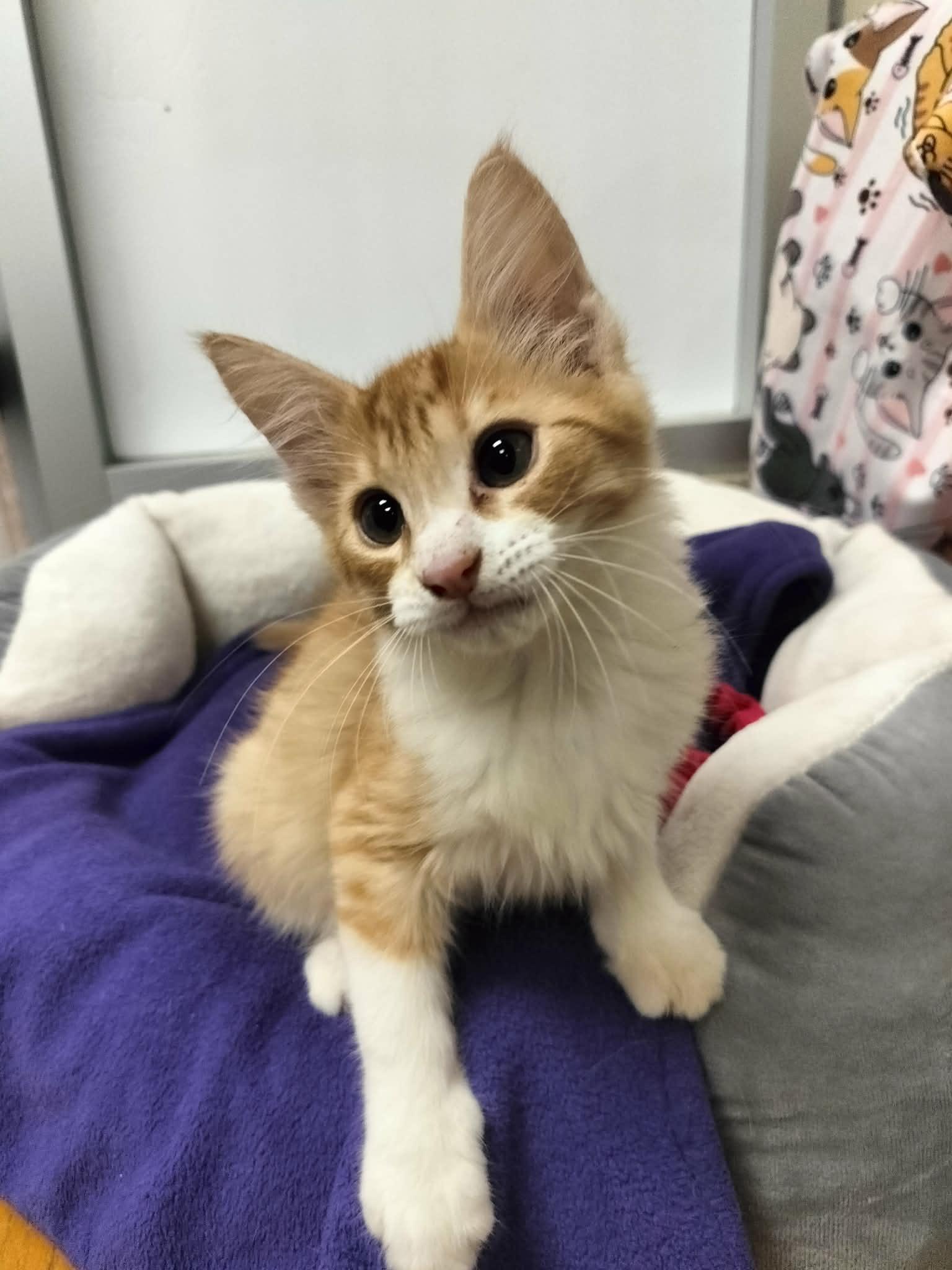 Click for full size picture - Socks