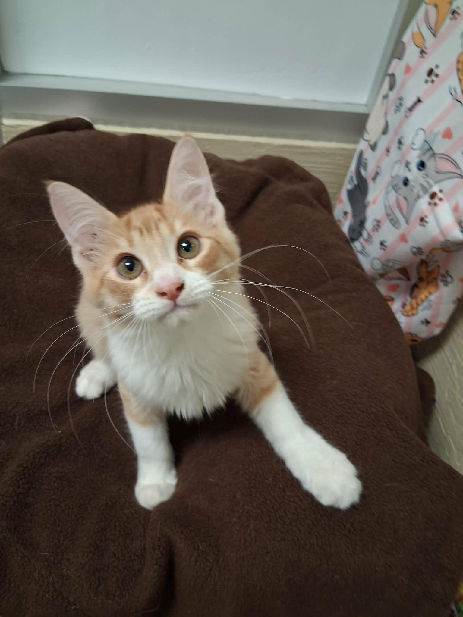 Click for full size picture - Socks