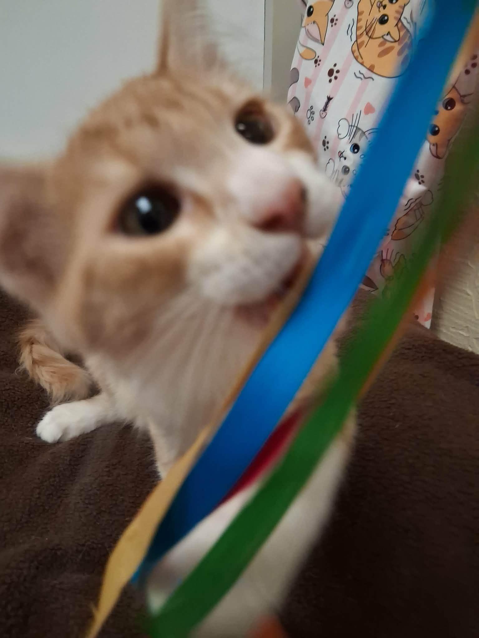 Click for full size picture - Socks