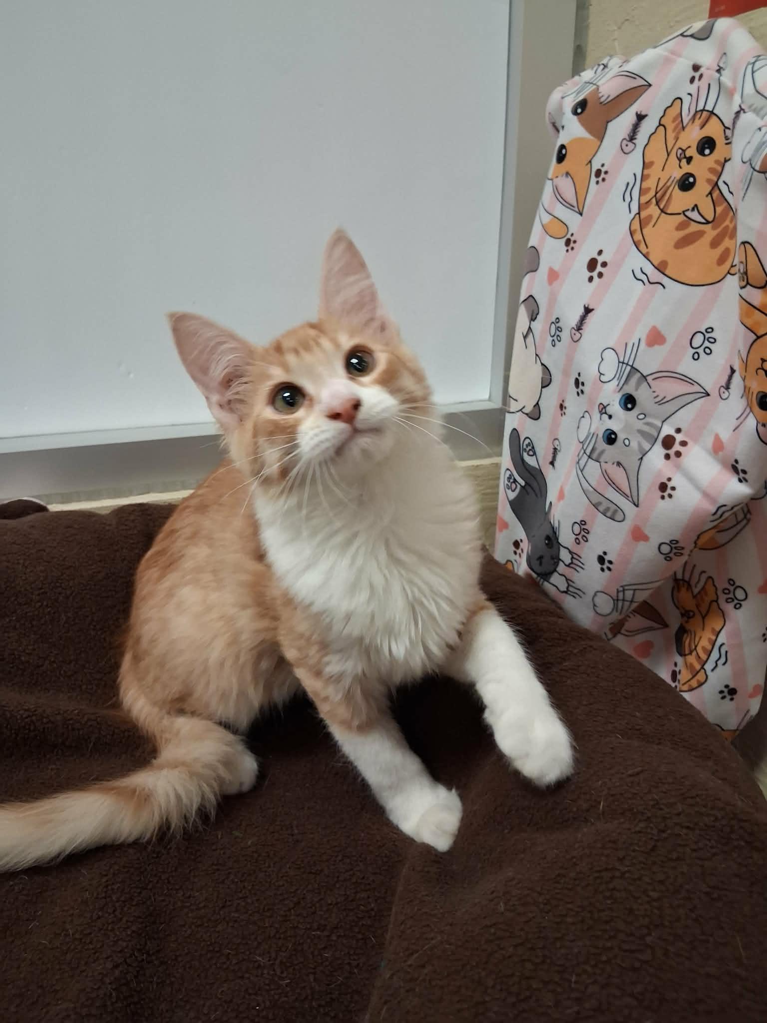 Click for full size picture - Socks
