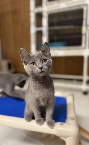 Kitten 28251 (Melody)