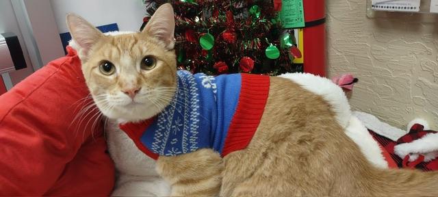 Archer sales christmas sweater