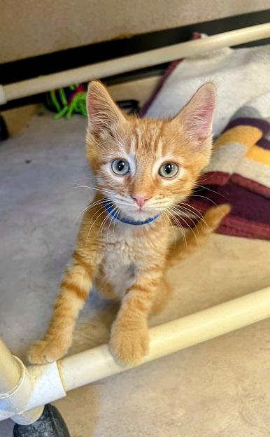Kitten 24552 (Sage) Kitten 24552 (Sage)