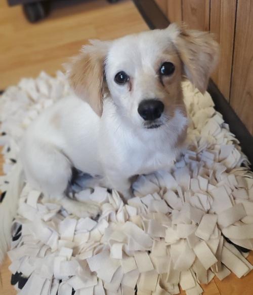 Dog 25052 (Casper) Dog 25052 (Casper)