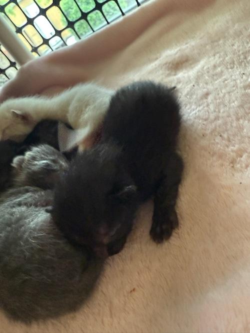 Click for full size picture - Kitten 26852 (Janice)