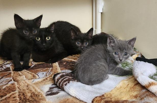 Click for full size picture - Kitten 26852 (Janice)