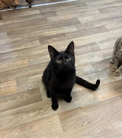 Kitten 26852 (Janice)