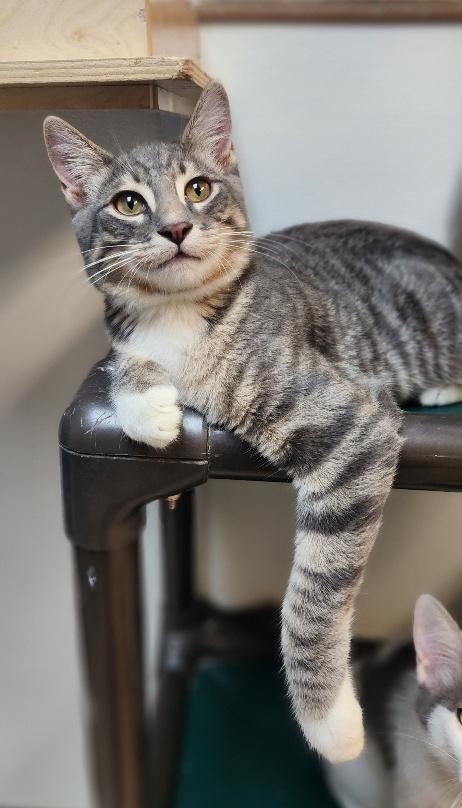 Click for full size picture - Kitten 27752 (Yosemite)