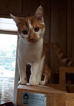 Cat 17953 Cat 17953