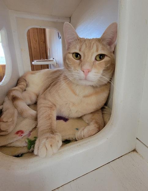 Cat 20553 (Leggo) Cat 20553 (Leggo)