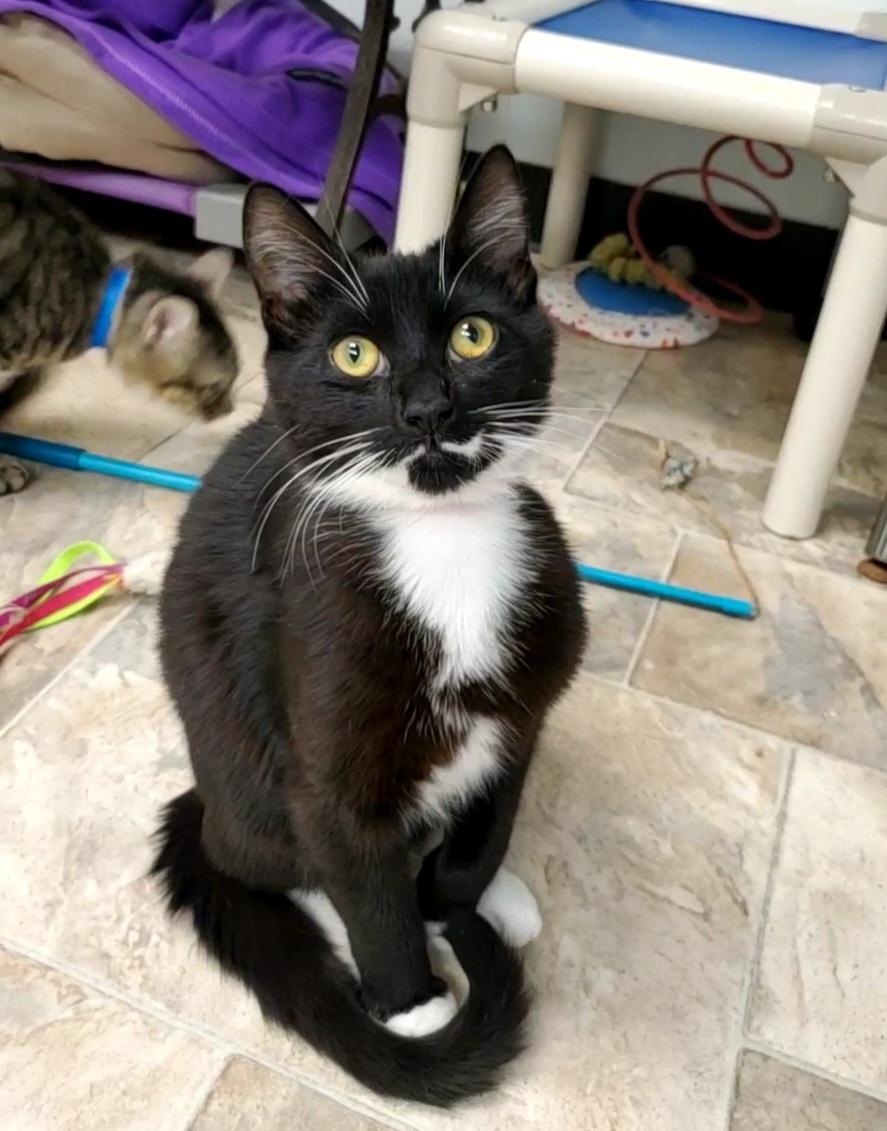 Kitten 23853 (Jill) Kitten 23853 (Jill)