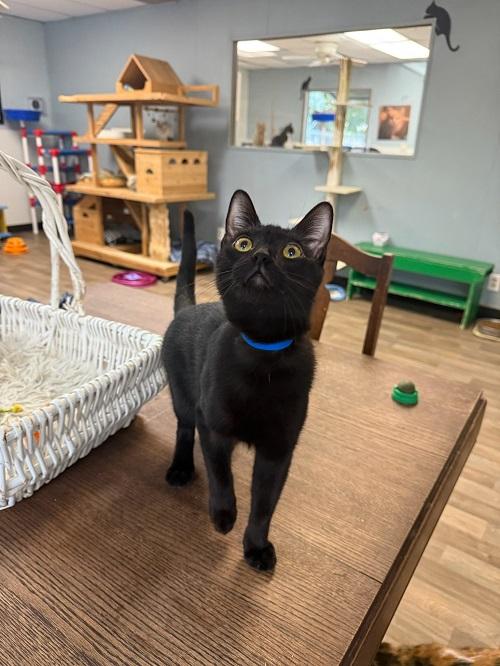 Click for full size picture - Kitten 26853 (Plum)
