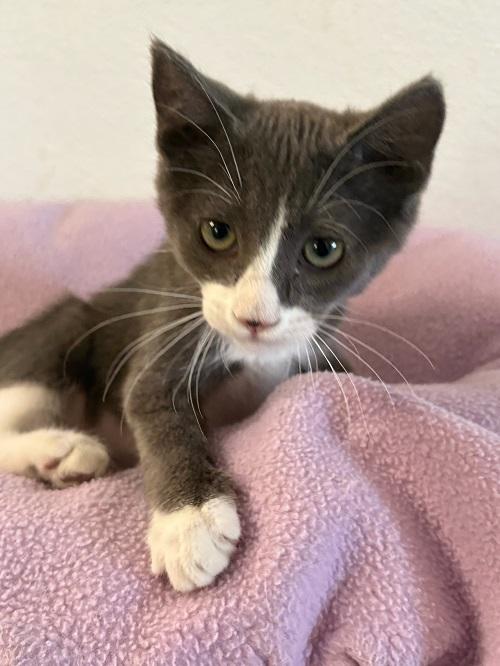 Kitten 27053 (Kami) Kitten 27053 (Kami)