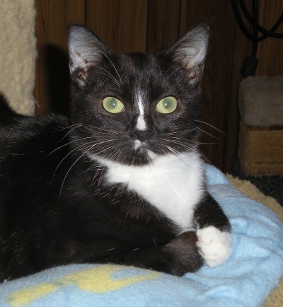 kitten 2654