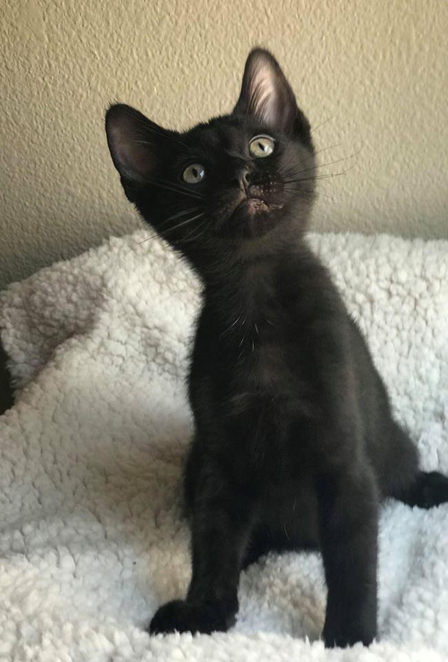 Nimbus Nimbus