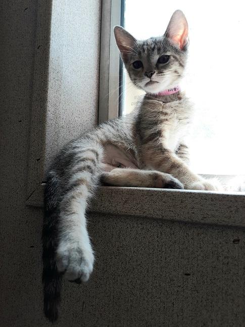 Kitten 19954 Kitten 19954