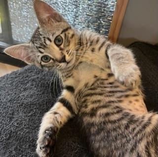 Mochi Mochi