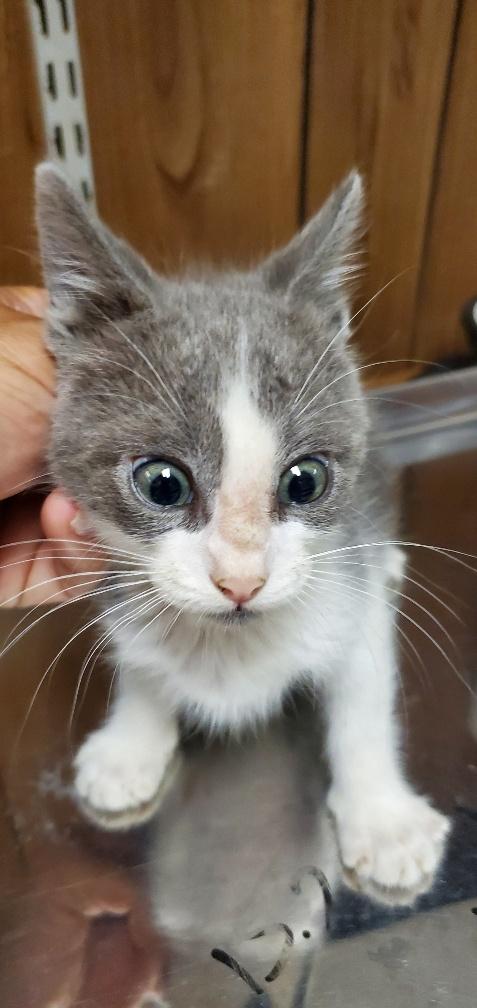 Click for full size picture - Cat 25954 (Chuck)