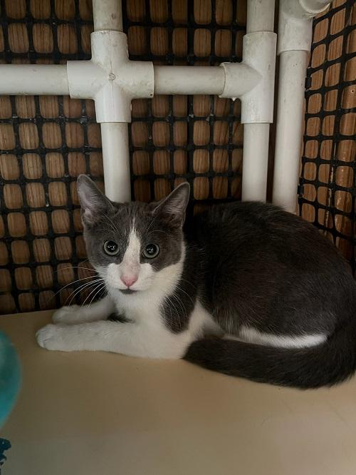 Click for full size picture - Cat 25954 (Chuck)