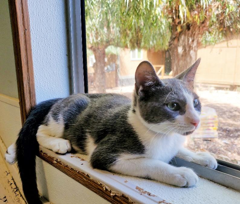 Click for full size picture - Cat 25954 (Chuck)