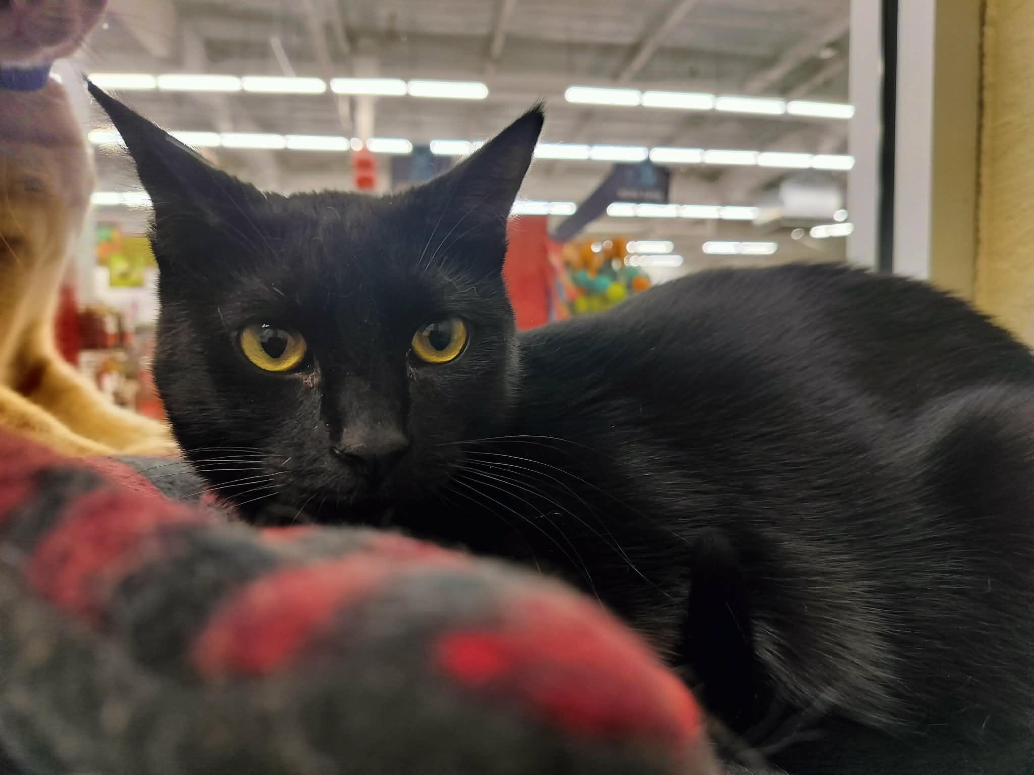 Click for full size picture - Jasmine