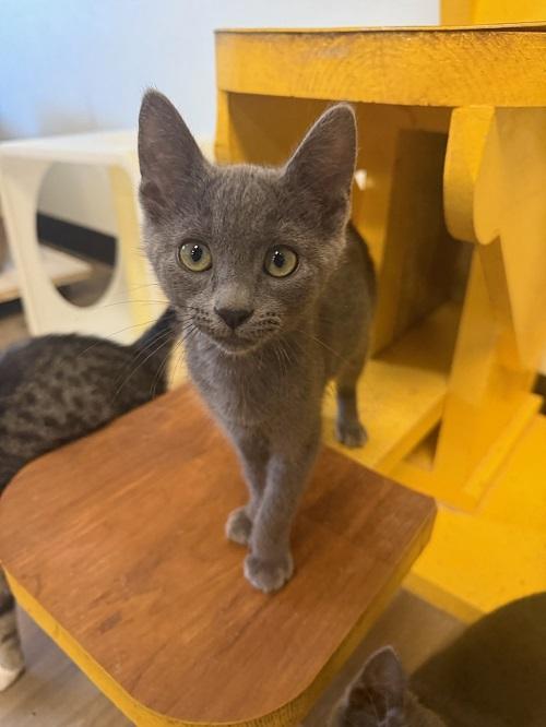 Kitten 27054 (Rain) Kitten 27054 (Rain)