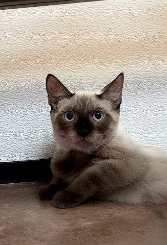 Kitten 28054 (Toast)