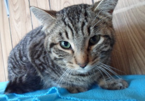 Cat 8655*