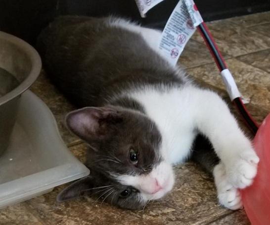 kitten 16955 (Alfred) kitten 16955 (Alfred)
