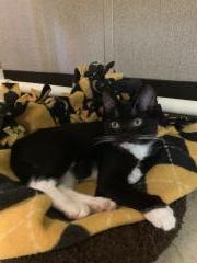 Kitten 18555 (Fabien) Kitten 18555 (Fabien)