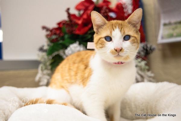 Juniper cat on sale