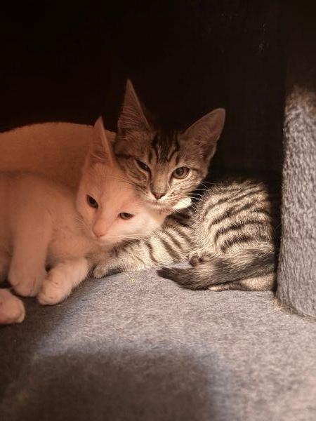Click for full size picture - Kitten 28055 (Jam)