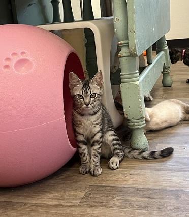 Click for full size picture - Kitten 28055 (Jam)