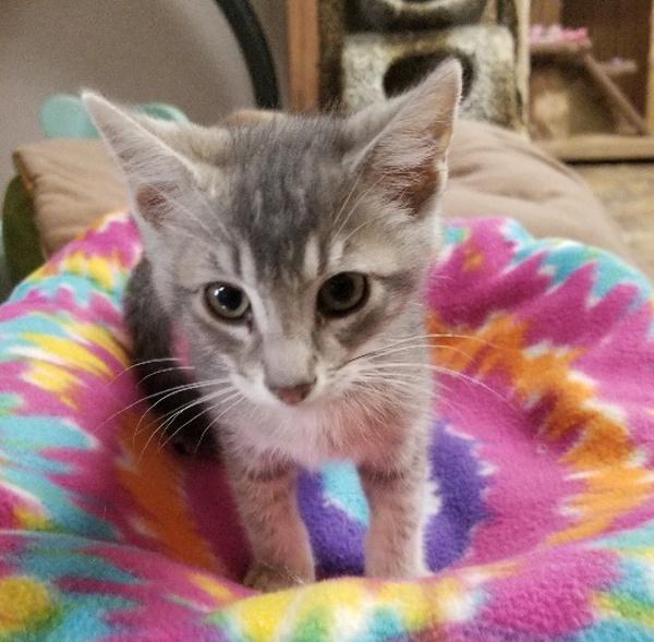 Kitten 17056 Kitten 17056
