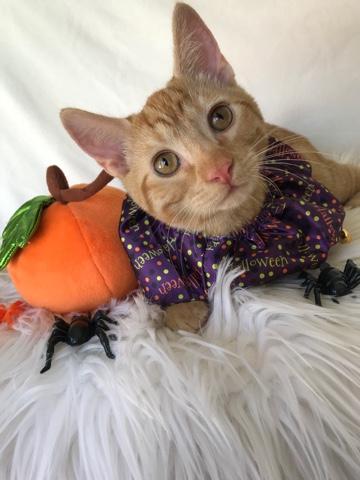 Cosmo Cosmo