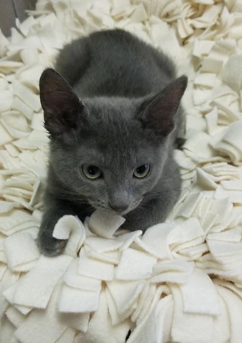 Kitten 17756 Kitten 17756