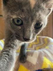Kitten 18456 Kitten 18456