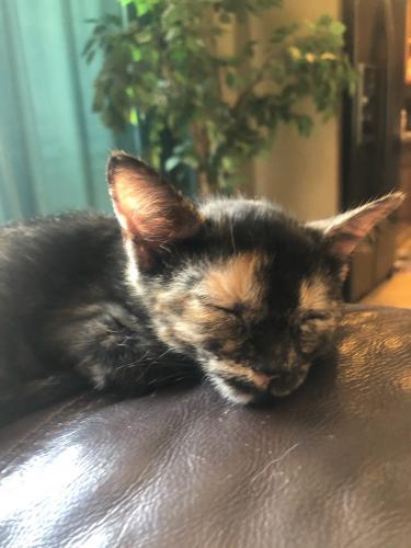 Tiki Tiki