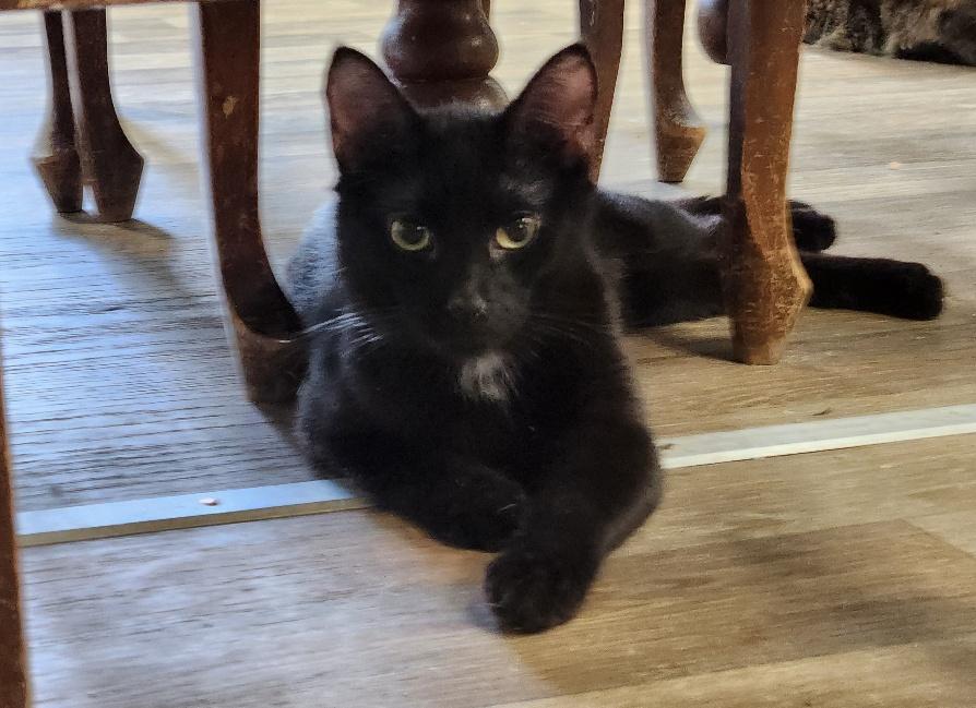 Cat 26256 (Sasha)