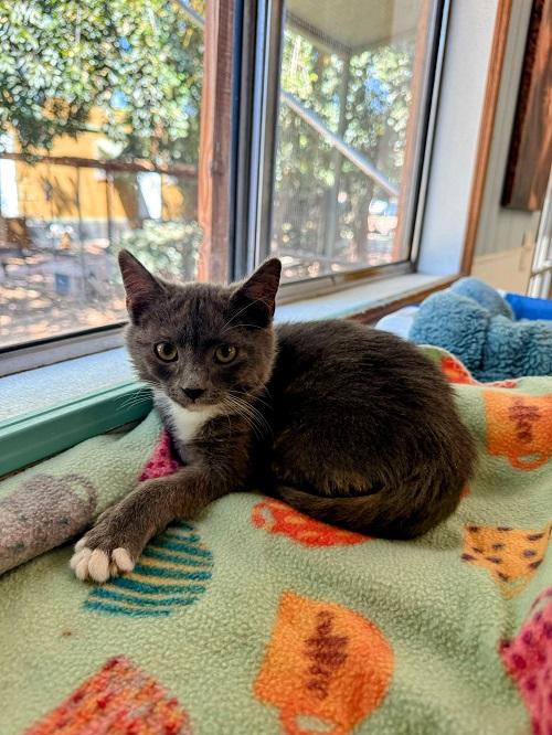 Kitten 27256 (Smokey)