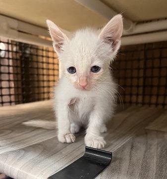 Click for full size picture - Kitten 27956 (Mayo)