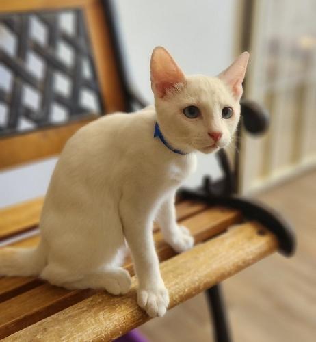 Click for full size picture - Kitten 27956 (Mayo)