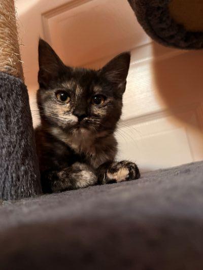 Click for full size picture - Kitten 28056 (Nutella)