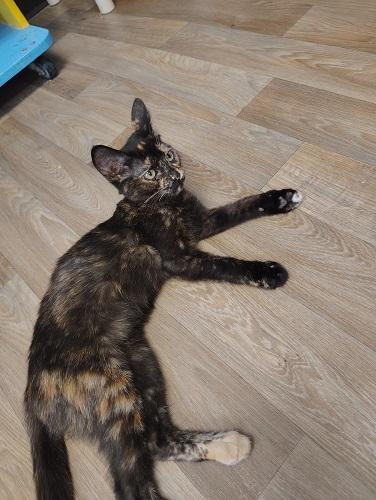 Click for full size picture - Kitten 28056 (Nutella)