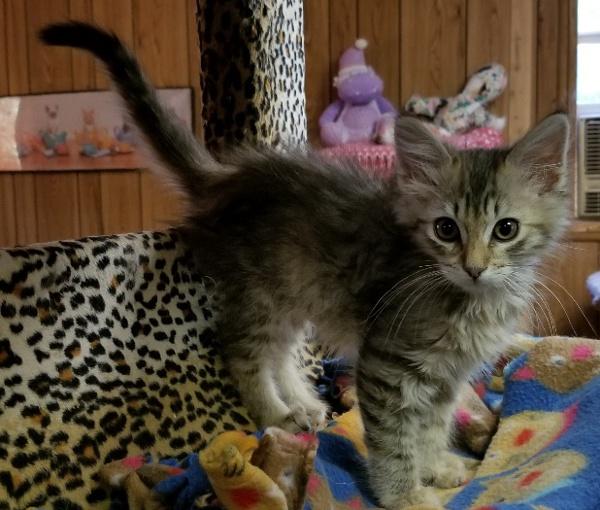Kitten 17057 Kitten 17057