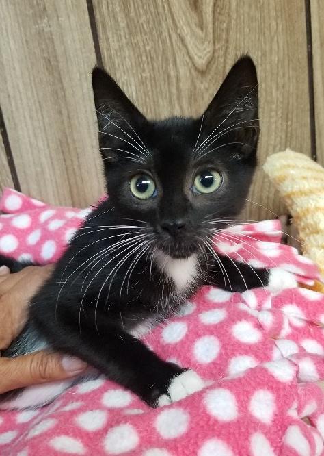 Kitten 18557 Kitten 18557