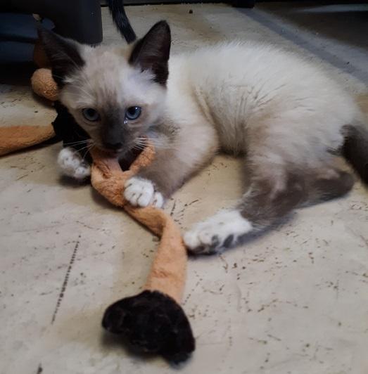 Kitten 19957 Kitten 19957