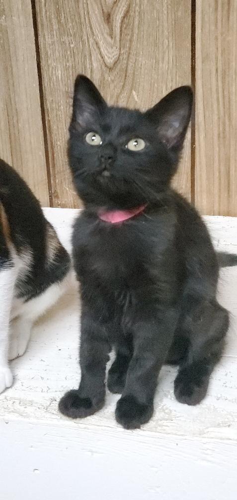 Kitten 20257 Kitten 20257