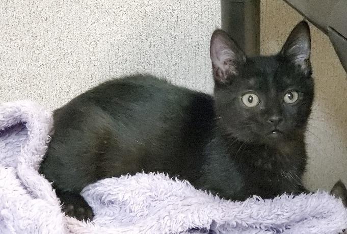 Kitten 20957 Kitten 20957